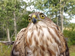 Hatch-year female Sharp-shinned Hawk